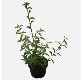 Ligustrum Ovalifolium